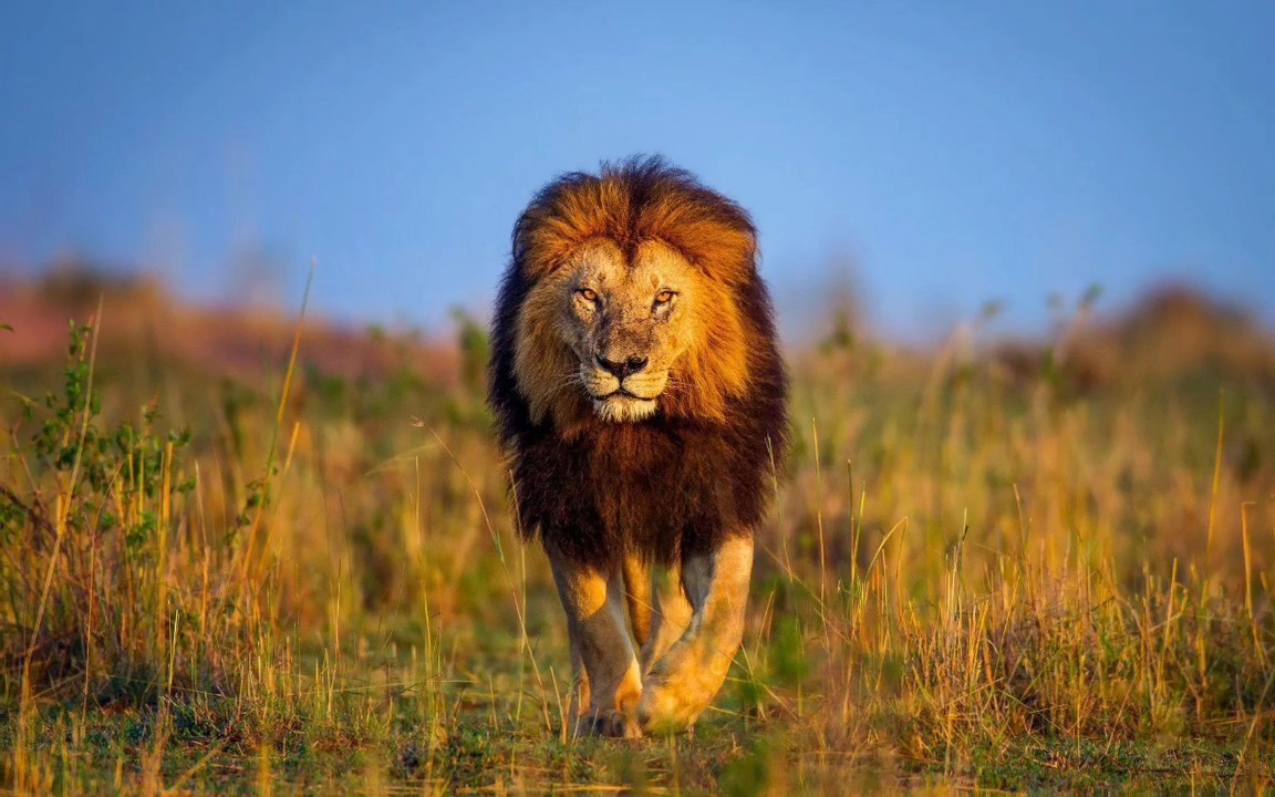 Lions 