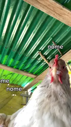 coloque nome da miga