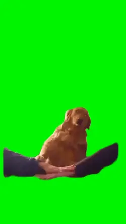 Dog Joins Team