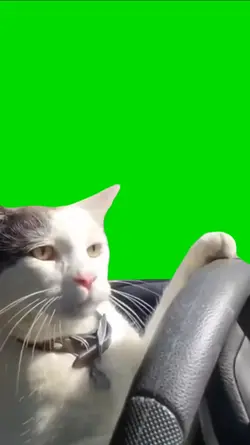 Driving Cat