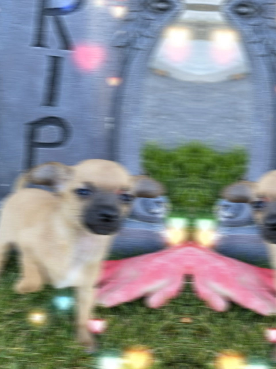 That’s just my bbdog