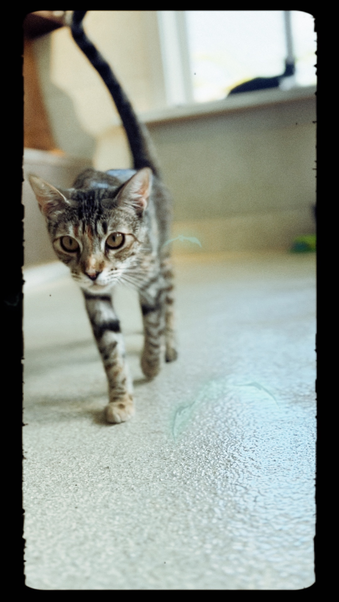 Halloween-Katzen