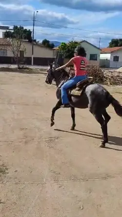 Cavalo