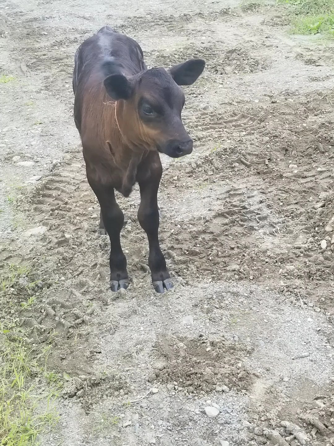 Sie ist vom Land 