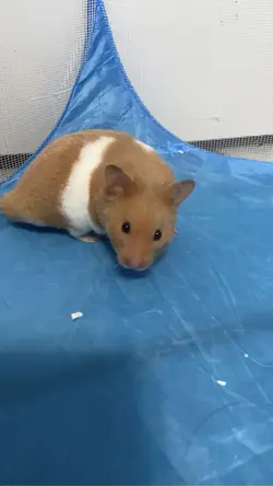 Hamster 