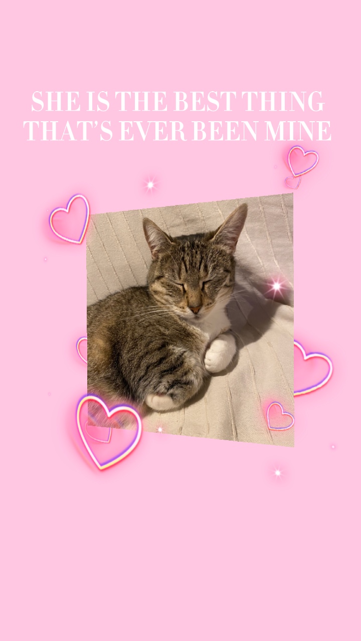 cat 😻