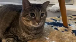 Cat template