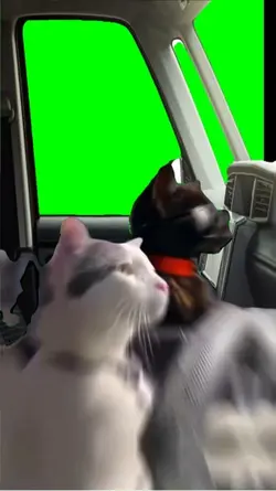 Cat driving inside 