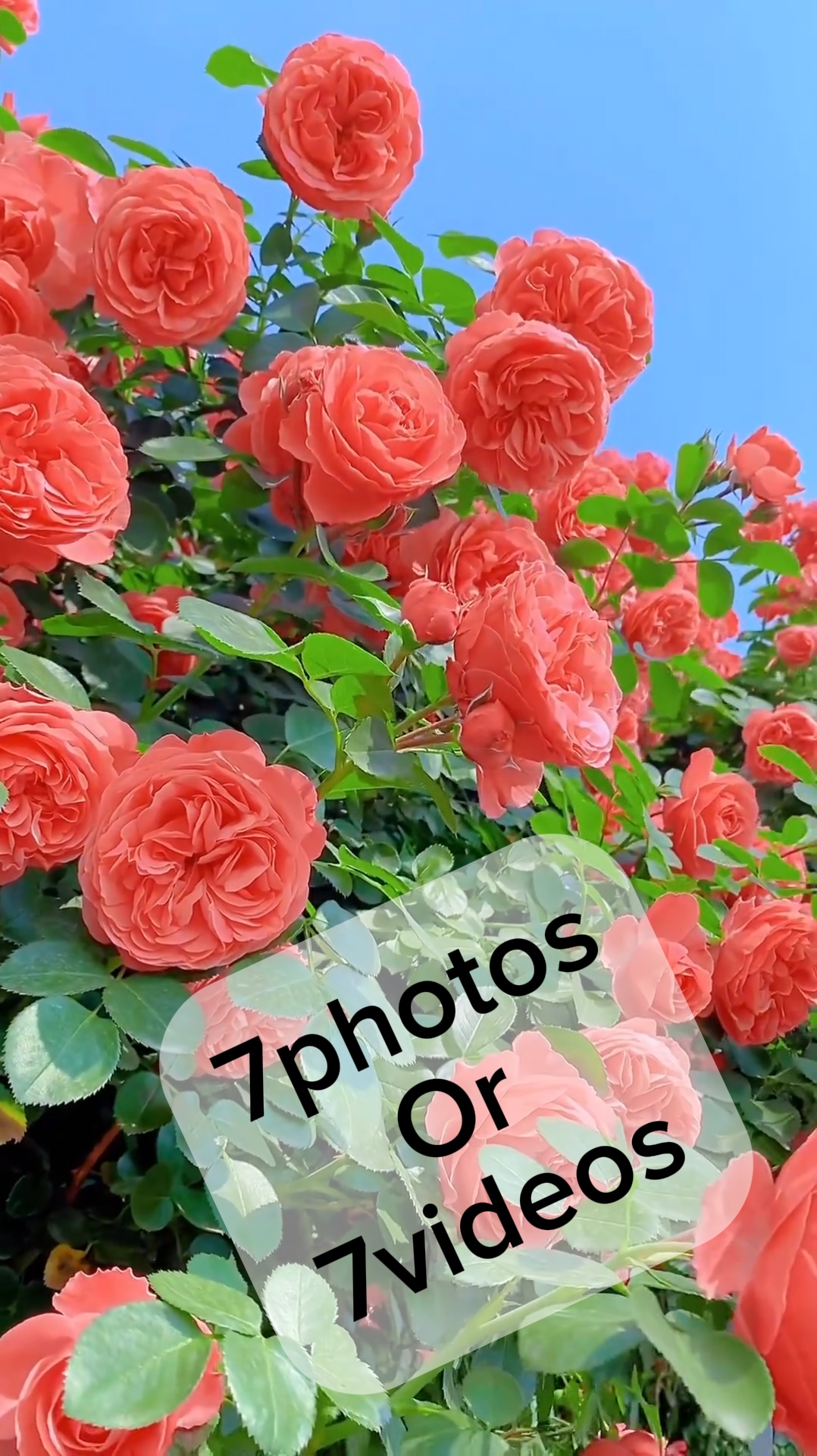 7fotoğraf / video