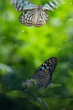 Wild Chase