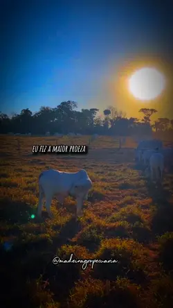 Fazenda SãoFrancisco