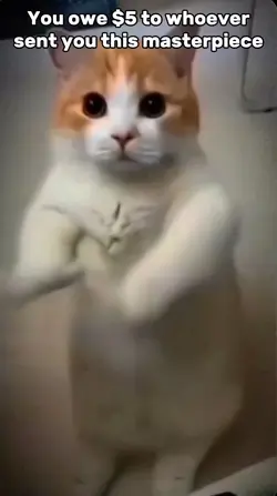 Chipi Chipi Chapa