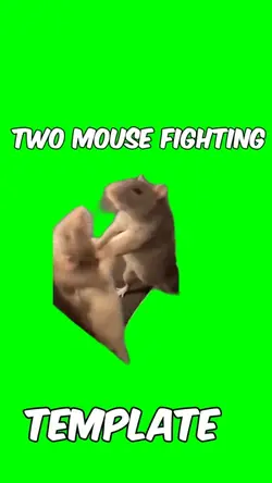 Mouse fighting 