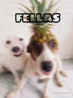 fellas