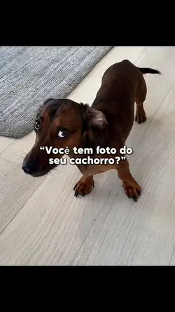 FOTO DO SEU CACHORRO
