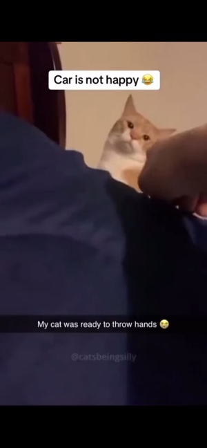 kedi memleri