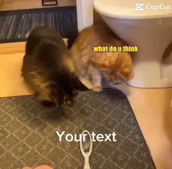 Harry Potter cat🐱