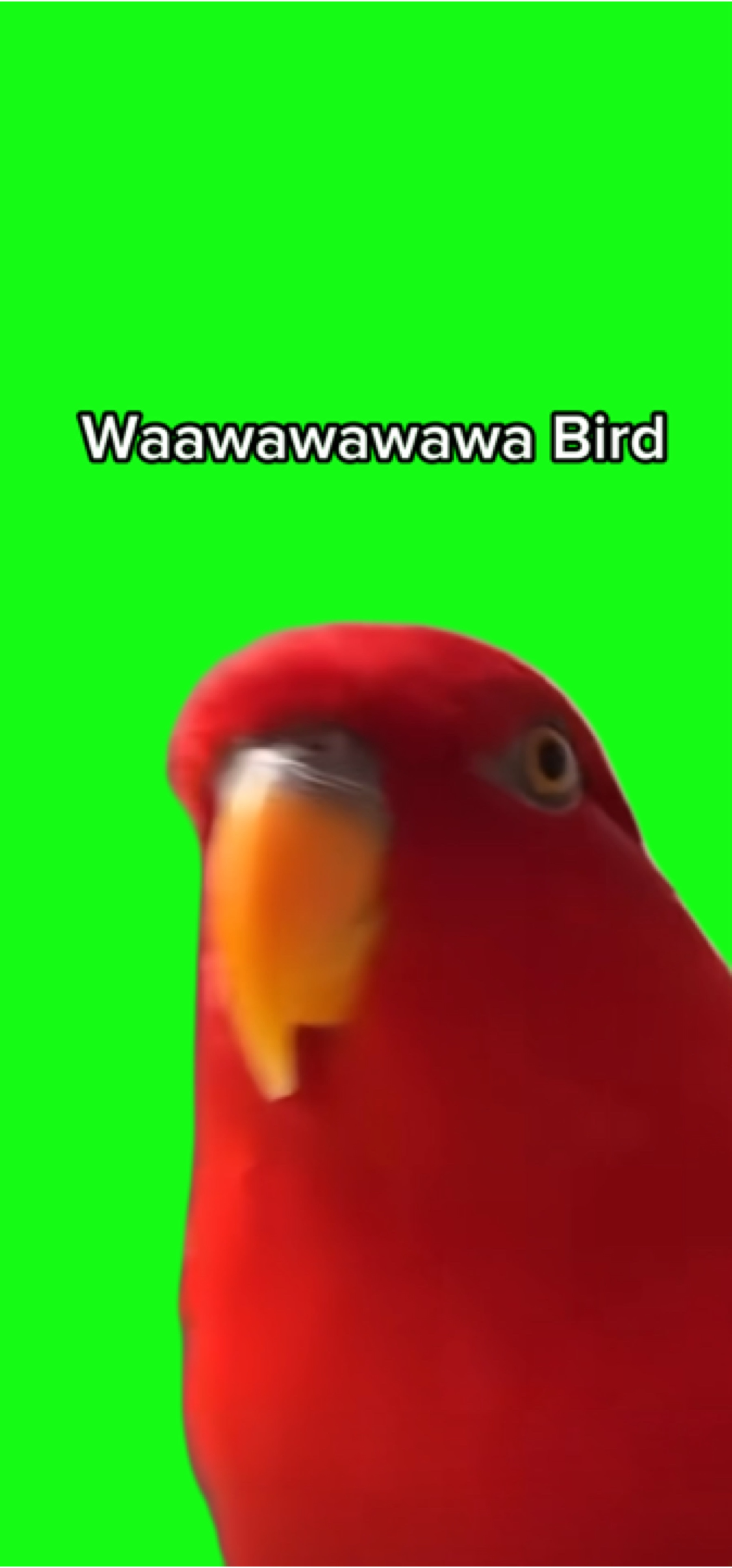 Waawawawaaa kuş
