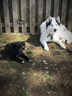two birds 