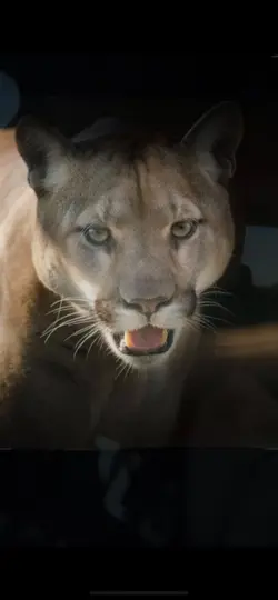 One for the cougs 😚