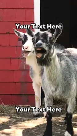 Laughing Goats