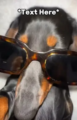 Chill doggy meme