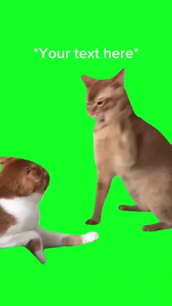 Cat Hitting Meme
