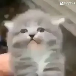 MWHAHAHAHHAHAHGAHAHA