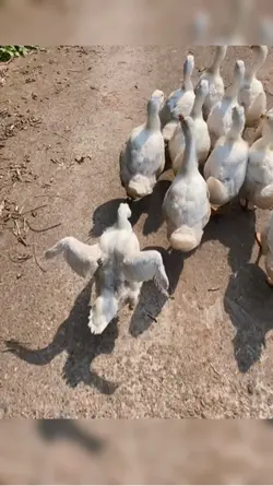 Goose Phonk walk