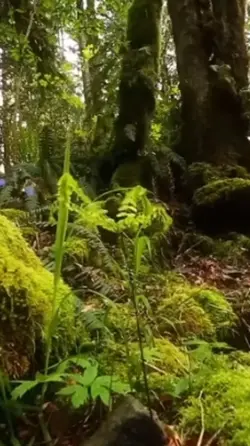 Awakening meditation