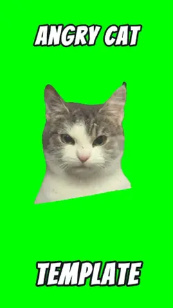 Angry Cat