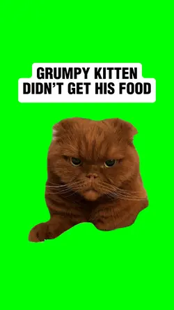GRUMPY KITTEN 