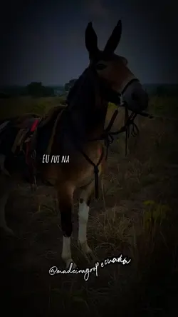 O Meu Bem Falou