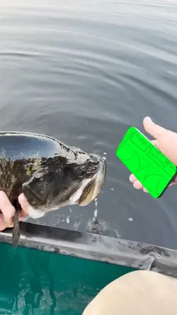 Bass watching phone