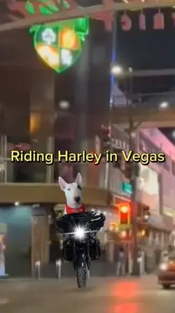 Vegas Harley Ride
