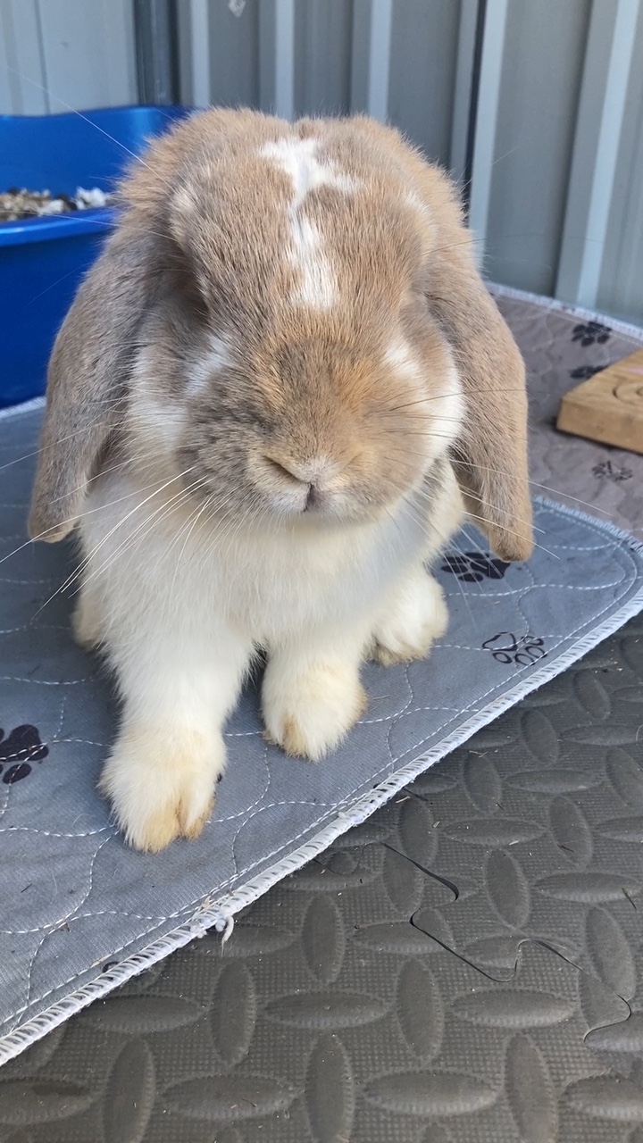 My rabbit farted 