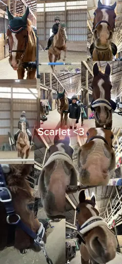 Horsey wallpapers 🫶