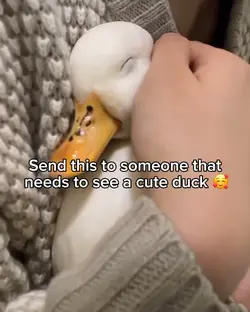 Duck cook meme