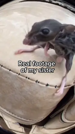 Sister rat
