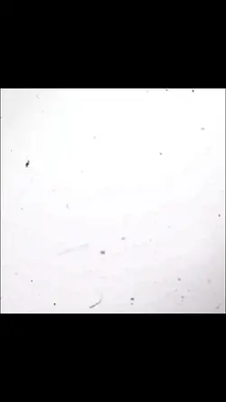long edit template