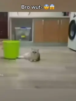 Cats are crazy 😨