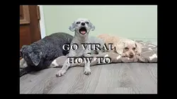 go viral-how to