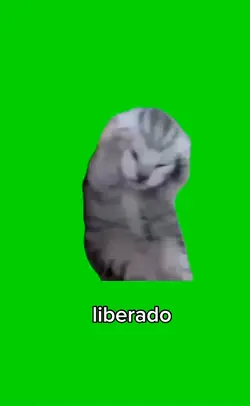 croma cat