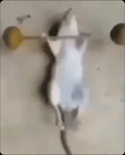 Rare footage