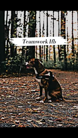 Teamwork Ifb Trend