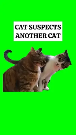 CAT SUSPECTS ANOTHER