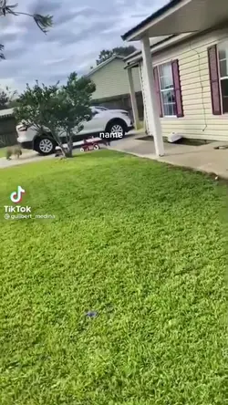 dog vs cat