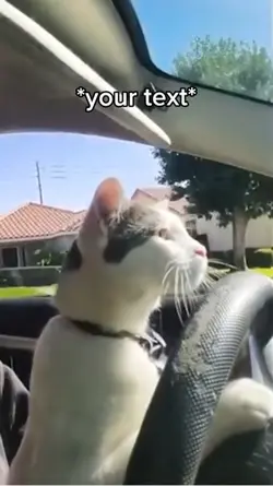 Cat driving meme