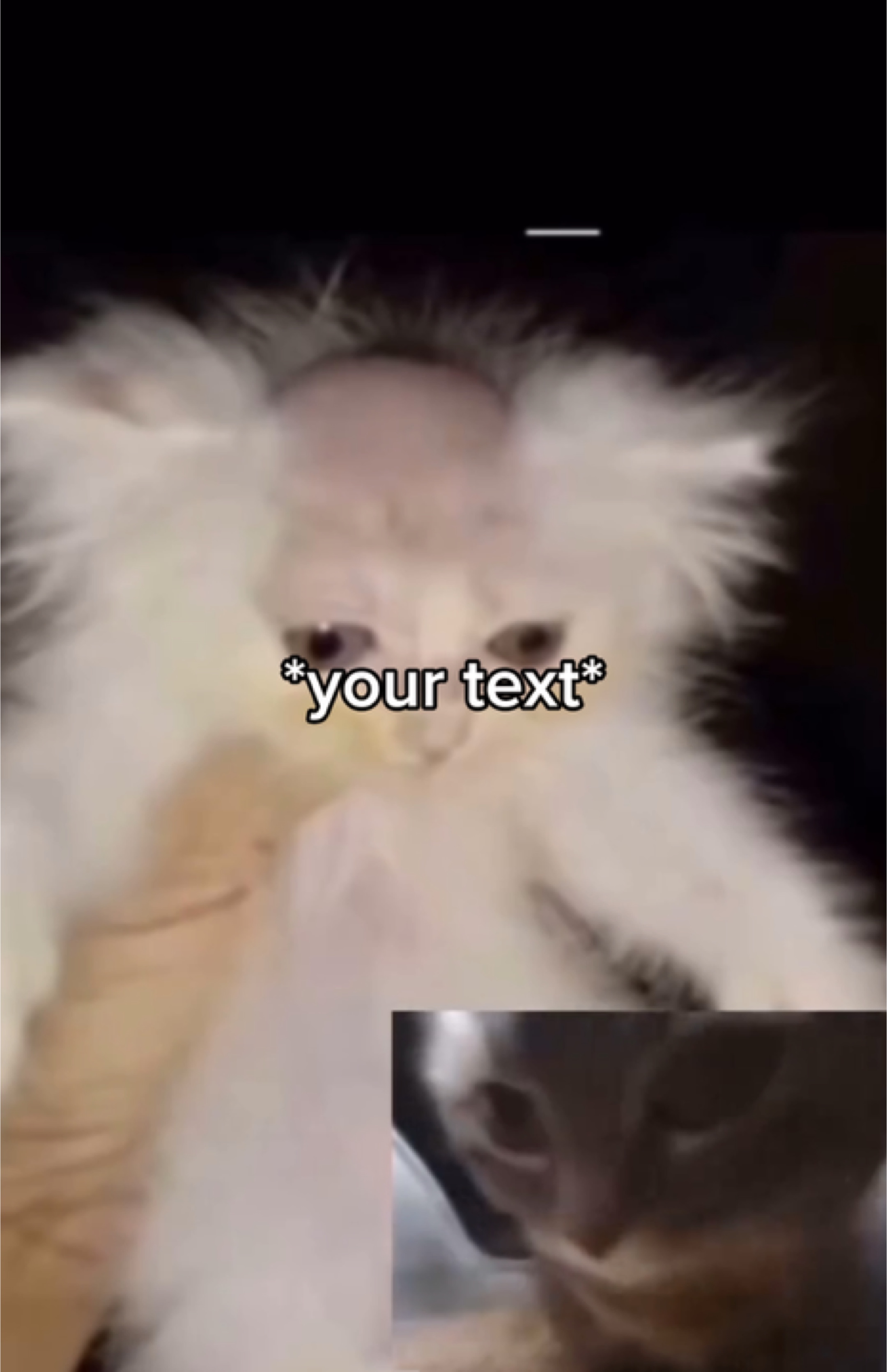 Katzenfan-Meme