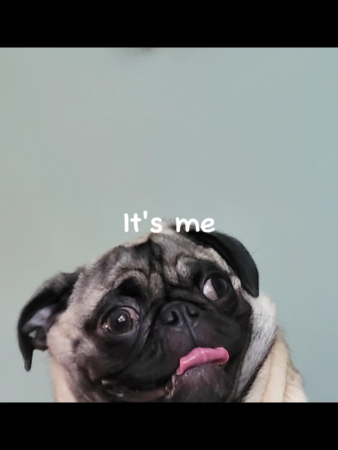 Edición de perro